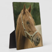 Kastanienpferd auf dem Feld Fotoplatte (Seite)