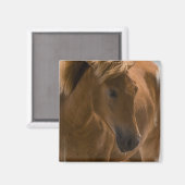 Kastanienpferd Design Square Magnet (Vorderseite/Rückseite)