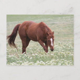 Kastanienpferd im Feld Postkarte