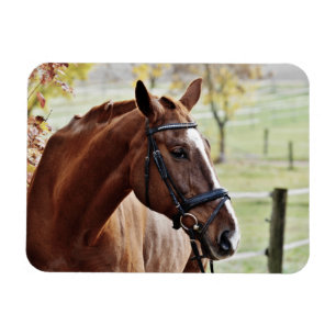 Kastanienpferd mit Blaze, Bridle, in Weide Magnet