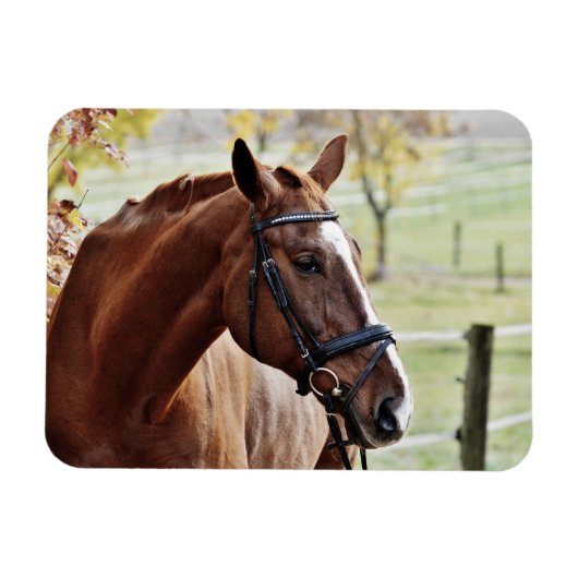 Kastanienpferd mit Blaze, Bridle, in Weide Magnet (Horizontal)