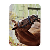 Kastanienpferd mit Blaze, Bridle, in Weide Magnet (Vertikal)