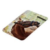 Kastanienpferd mit Blaze, Bridle, in Weide Magnet (Linke Seite)