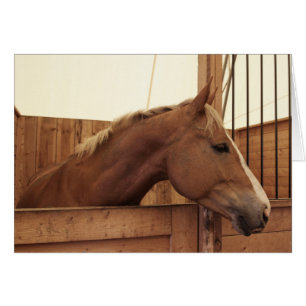 Kastanienpferd mit Blaze im Stall