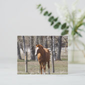Kastanienpferd Postkarte (Stehend Vorderseite)