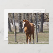 Kastanienpferd Postkarte (Vorne/Hinten)