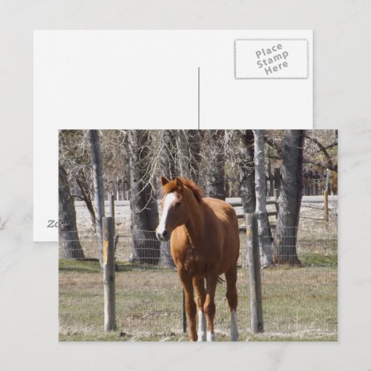 Kastanienpferd Postkarte (Vorne/Hinten)