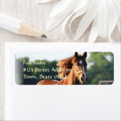 Kastanienpferd-Rücksendeadresse (Insitu)