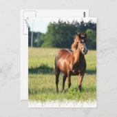 Kastanienpferd Stehende Postkarte (Vorne/Hinten)
