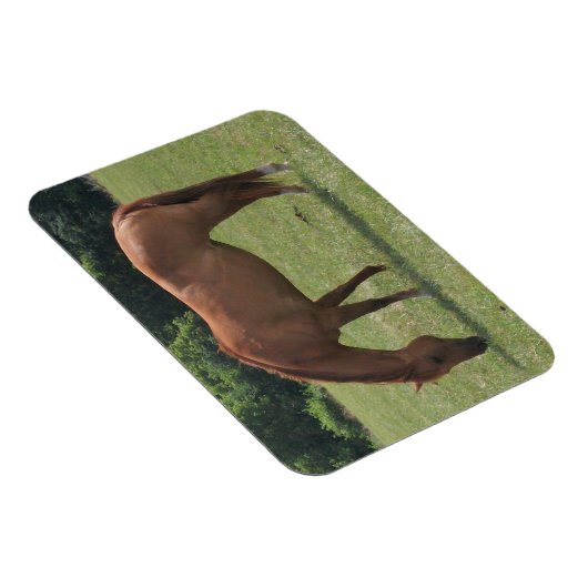 Kastanienpferd Weideland in einer grünen Weide Magnet (Rechte Seite)