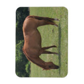 Kastanienpferd Weideland in einer grünen Weide Magnet (Vertikal)