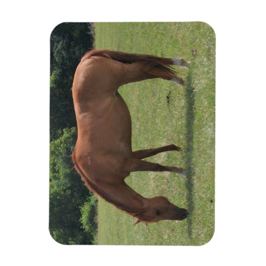 Kastanienpferd Weideland in einer grünen Weide Magnet (Vertikal)