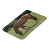 Kastanienpferd Weideland in einer grünen Weide Magnet (Linke Seite)