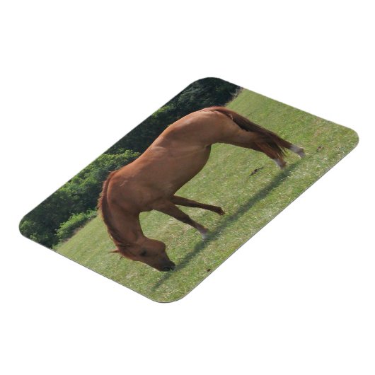 Kastanienpferd Weideland in einer grünen Weide Magnet (Linke Seite)