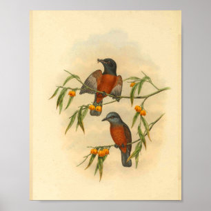 Kastanienroter Fliegenschnäpper-Vogel Vintage-Druc Poster