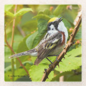 Kastaniensongbird auf einer Zweigstelle Glasuntersetzer (Vorderseite)