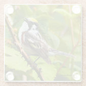 Kastaniensongbird auf einer Zweigstelle Glasuntersetzer (Rückseite)