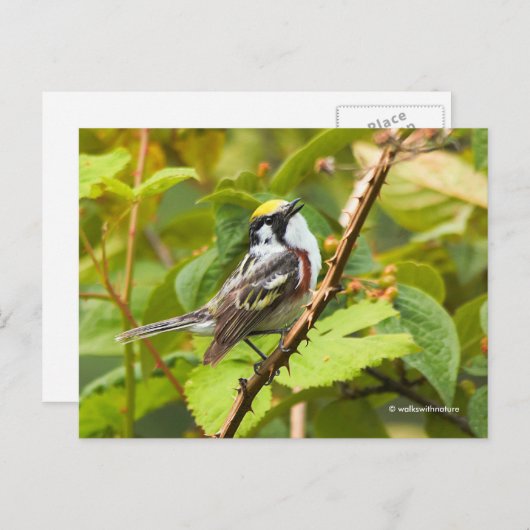 Kastaniensongbird auf einer Zweigstelle Postkarte (Vorne/Hinten)