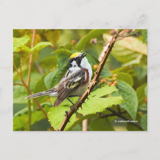 Kastaniensongbird auf einer Zweigstelle Postkarte (Vorderseite)
