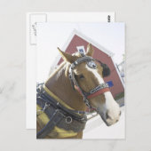 Kastanientransporter Postkarte (Vorne/Hinten)