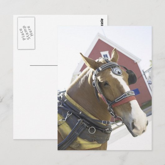 Kastanientransporter Postkarte (Vorne/Hinten)