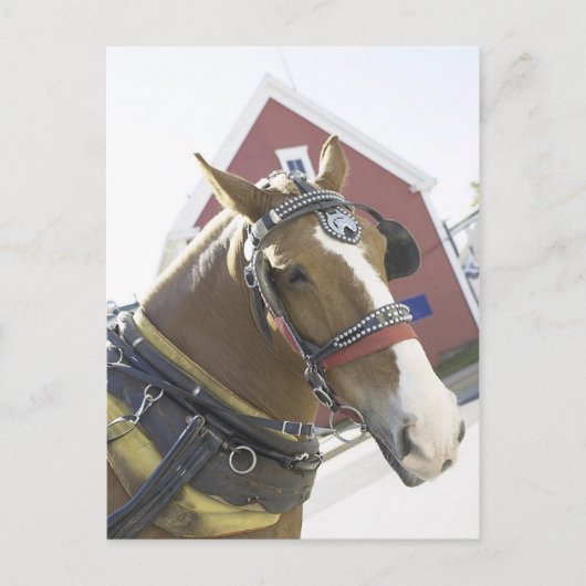 Kastanientransporter Postkarte (Vorderseite)