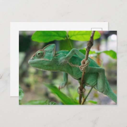 Kasteleon Postkarte (Vorne/Hinten)