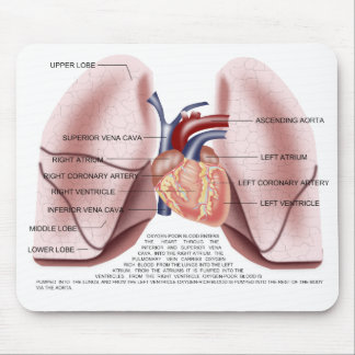 Kastenanatomie-Mausunterlage Mousepad