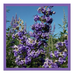 Kastenbaum Purple Blumen Poster