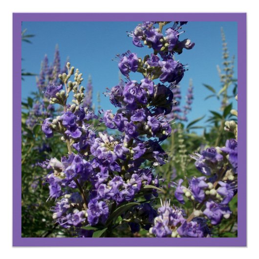 Kastenbaum Purple Flowers Poster (Vorderseite)