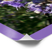 Kastenbaum Purple Flowers Poster (Ecke)