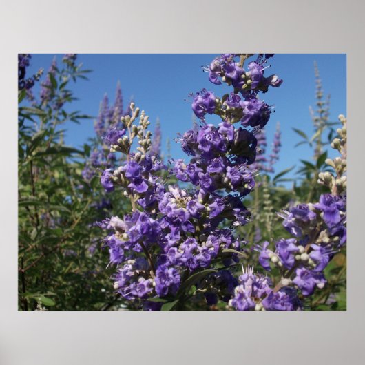 Kastenbaum Purple Flowers Poster (Vorne)