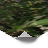 Kastenbaum Purple Flowers Poster (Ecke)