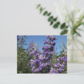 Kastenbaum Purple Flowers Postkarte (Stehend Vorderseite)