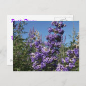 Kastenbaum Purple Flowers Postkarte (Vorne/Hinten)