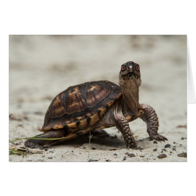 Kastenschildkröte (Vorderseite (Horizontal))