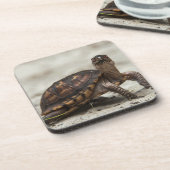 Kastenschildkröte Getränkeuntersetzer (Linke Seite)
