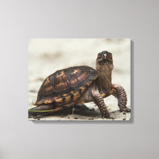 Kastenschildkröte Leinwanddruck (Vorderseite)