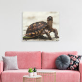 Kastenschildkröte Leinwanddruck (Insitu (Wohnzimmer))