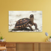 Kastenschildkröte Leinwanddruck (Insitu (Wohnzimmer))