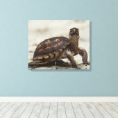 Kastenschildkröte Leinwanddruck (Insitu (Holzboden))