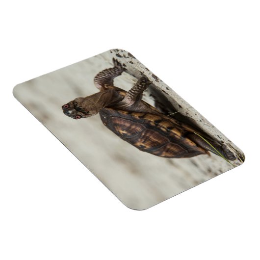Kastenschildkröte Magnet (Rechte Seite)