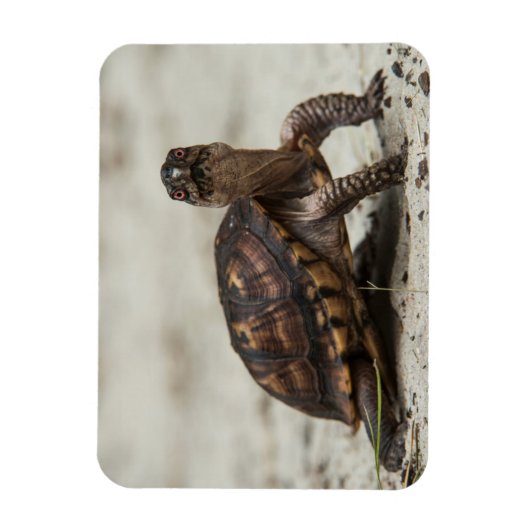 Kastenschildkröte Magnet (Vertikal)