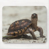 Kastenschildkröte Mousepad (Vorne)