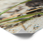 Kastenschildkröte Poster (Ecke)