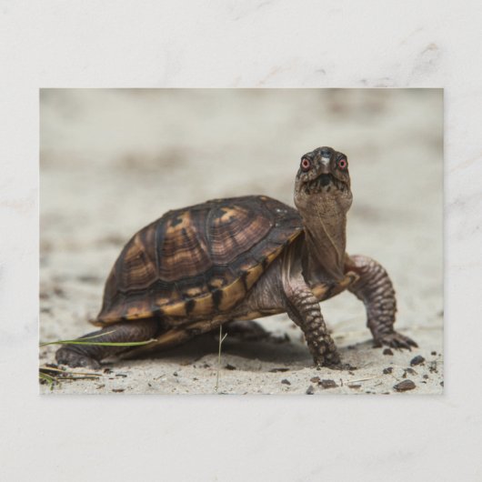 Kastenschildkröte Postkarte (Vorderseite)
