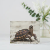 Kastenschildkröte Postkarte (Stehend Vorderseite)