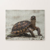 Kastenschildkröte Puzzle (Horizontal)