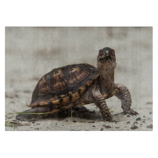 Kastenschildkröte Schneidebrett (Vorderseite)