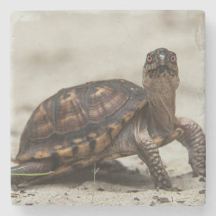 Kastenschildkröte Steinuntersetzer